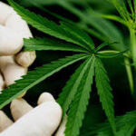 anvisa-proibe-importacao-de-cannabis-in-natura-e-partes-da-planta