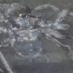 fossil-de-aranha-de-310-milhoes-de-anos-e-descoberto-na-alemanha;-veja-imagem