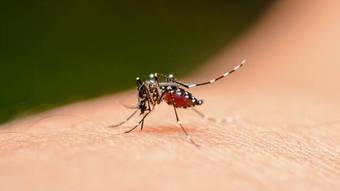 laboratorio-pede-incorporacao-da-vacina-contra-dengue-no-sus