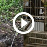 video:-homem-e-preso-pela-3a-vez-por-caca-ilegal-de-animais-silvestres-em-garuva