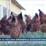 rj:-apos-casos-de-gripe-aviaria,-governo-decreta-estado-de-emergencia-zoossanitaria