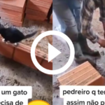 video:-‘gato-fiscal-de-obras’-auxilia-pedreiro-a-erguer-parede-com-perfeicao
