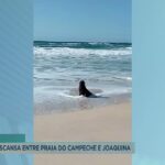 lobo-marinho-descansa-entre-praia-do-campeche-e-joaquina