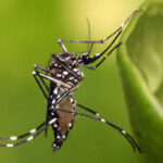 sociedade-brasileira-de-pediatria-recomenda-nova-vacina-da-dengue-para-criancas-e-adolescentes