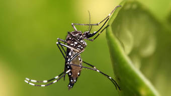 sociedade-brasileira-de-pediatria-recomenda-nova-vacina-da-dengue-para-criancas-e-adolescentes