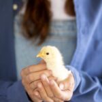 bem-estar-animal-e-os-pilares-esg-dentro-da-avicultura