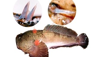 veneno-de-peixe-pode-ajudar-no-tratamento-da-asma,-revela-estudo-brasileiro