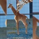 esta-confirmado:-girafa-sem-manchas-nascida-em-zoologico-e-a-unica-no-mundo