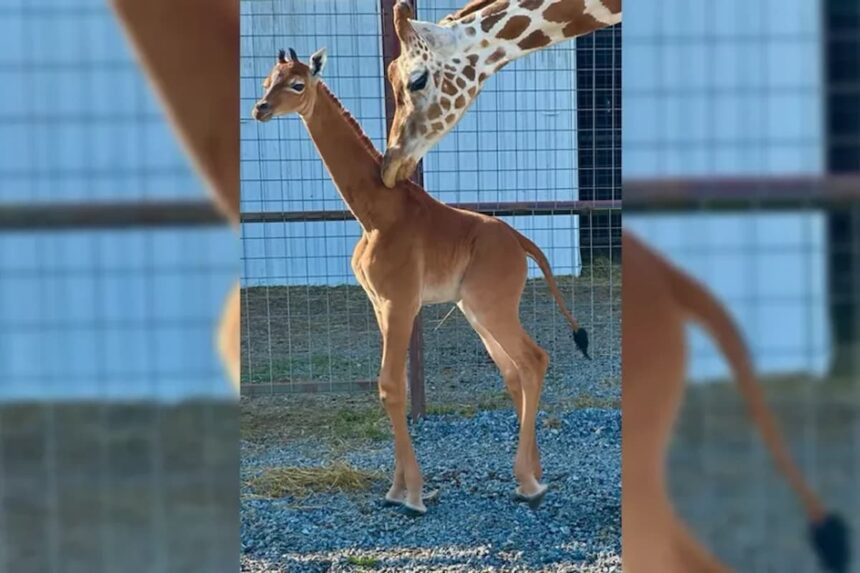 esta-confirmado:-girafa-sem-manchas-nascida-em-zoologico-e-a-unica-no-mundo