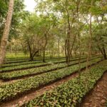 entenda-como-cultivo-de-cafe-esta-ajudando-a-restaurar-parque-nacional-africano