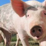 cientistas-chineses-criam-rins-semelhantes-aos-dos-humanos-em-porcos