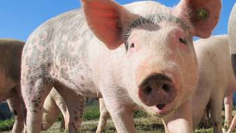 cientistas-chineses-criam-rins-semelhantes-aos-dos-humanos-em-porcos